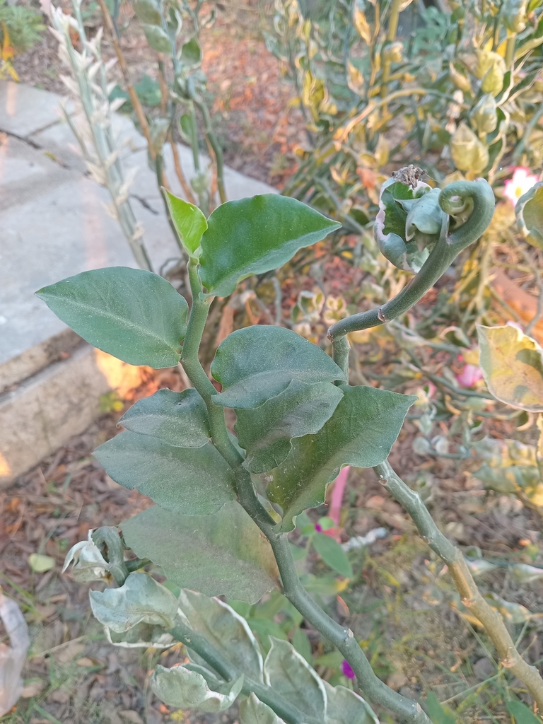 Devil's Backbone from โป่งอีรัญ ประเทศไทย on December 10, 2024 at 07:06 ...