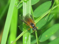 Athalia cordata