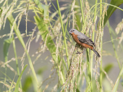 Sporophila minuta