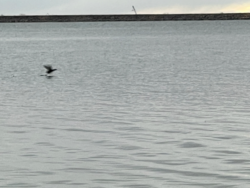 American Coot photographed in Colorado