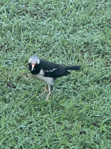 Siamese Pied Myna (Gracupica floweri), photo 7