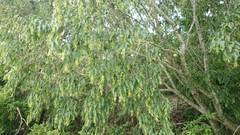 Carpinus kawakamii