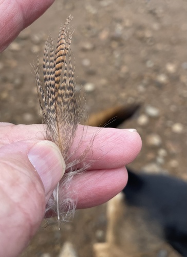 Plume de Harle couronné
