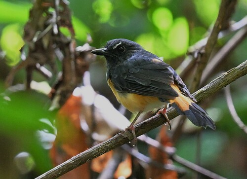 Rufous-tailed Shama (Copsychus pyrropygus), photo 8