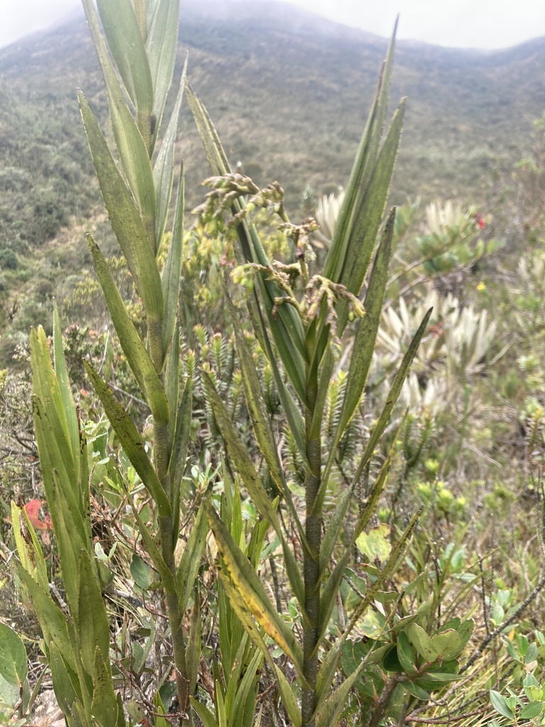 Epidendrum bogotense