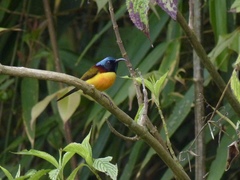 Aethopyga nipalensis