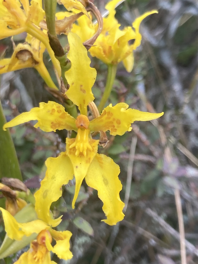 Cyrtochilum auropurpureum