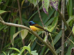 Aethopyga nipalensis