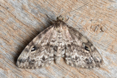 Melanomma auricinctaria