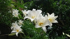 Lilium longiflorum