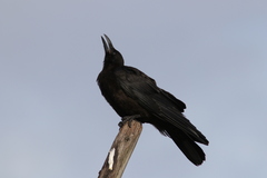 Corvus corone