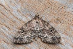 Melanomma auricinctaria