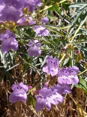 Penstemon sepalulus
