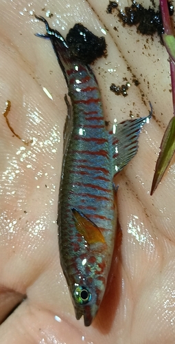 Bualanum killi (Aphyosemion bualanum) — Nothobranchiidae — 2