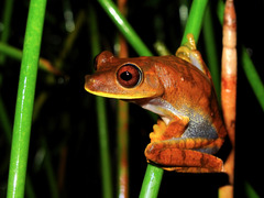 Map Treefrog photo 2