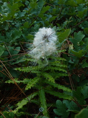 Cirsium repandum