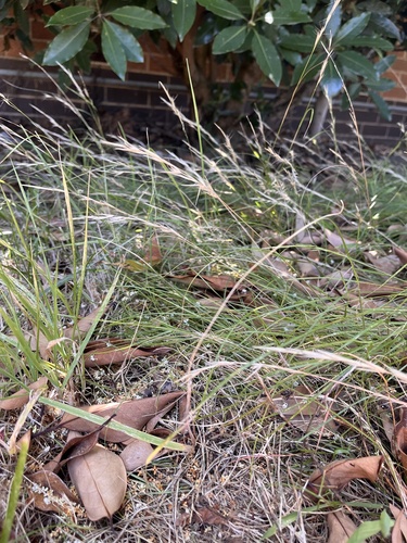 Rytidosperma racemosum var. racemosum