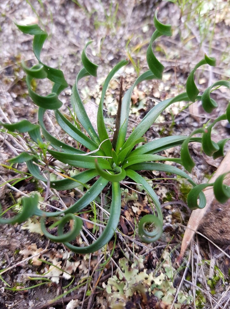 Chamaescilla spiralis