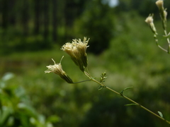 Brickellia eupatorioides eupatorioides