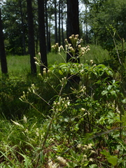 Brickellia eupatorioides eupatorioides