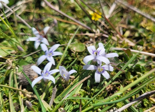Image of Isotoma fluviatilis by (c) Eamonn Culhane, some rights reserved (CC BY)