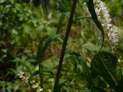 Brickellia eupatorioides eupatorioides