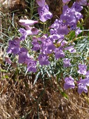 Penstemon sepalulus