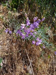 Penstemon sepalulus