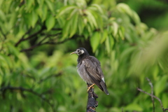 Spodiopsar cineraceus