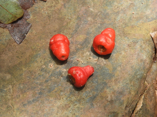 Syzygium claviflorum observed 2024-12-03