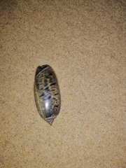 Oliva oliva