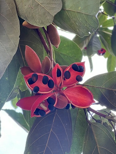 Sterculia oblongata observed 2024-12-05