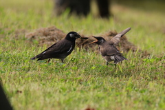 Spodiopsar cineraceus
