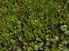 Mayaca fluviatilis