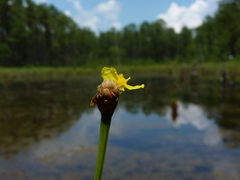 Xyris fimbriata