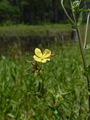 Ludwigia hirtella