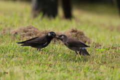 Spodiopsar cineraceus