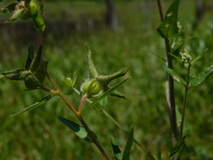 Ludwigia hirtella