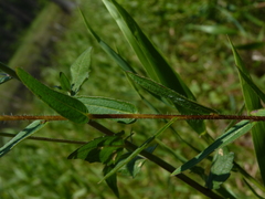Ludwigia hirtella