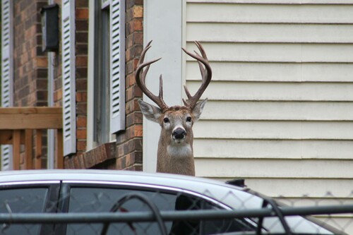 White-tailed Deer photographed in Tennessee