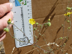 Hemizonia congesta lutescens