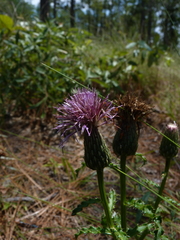 Cirsium repandum