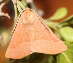 Drepanogynis cnephaeogramma