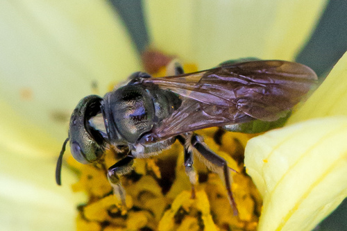 Doubled Ceratina photo 4