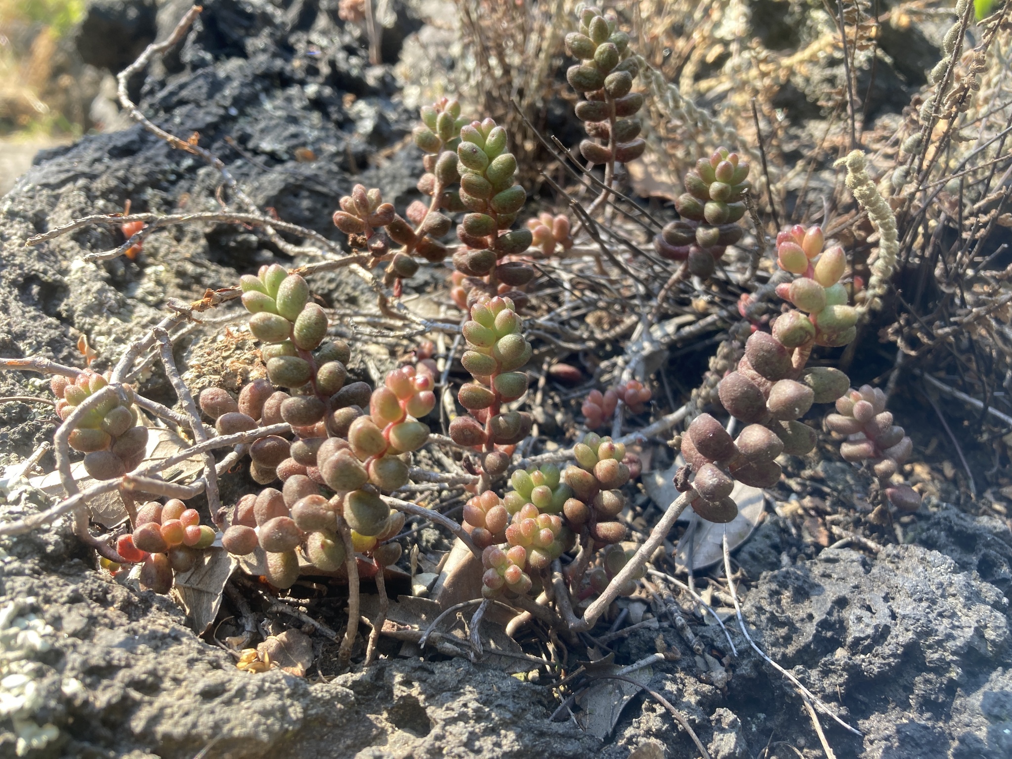 Imagem de Sedum stahlii é popularmente conhecida como "suculenta"