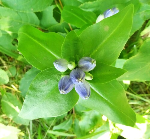 Image of Gentiana clausa by (c) Shirley Zundell, some rights reserved (CC BY)