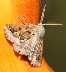 Drepanogynis intricata