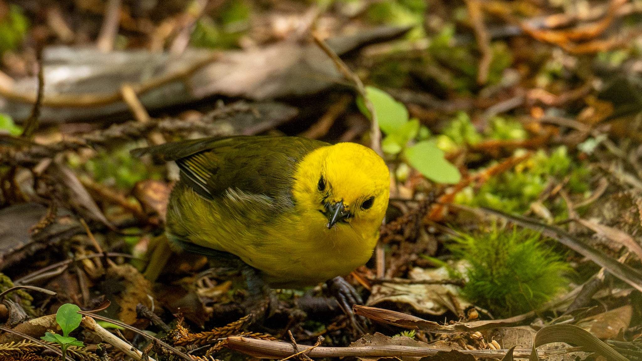 Yellowhead (Mohoua ochrocephala)