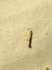 Cosmopterix fernaldella