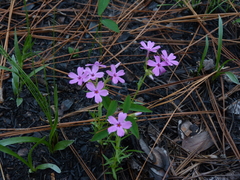 Phlox nivalis